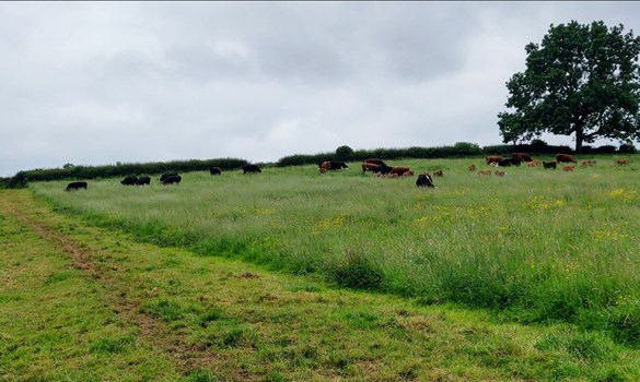Black and white and brown cows in a field with tree and hedgeline